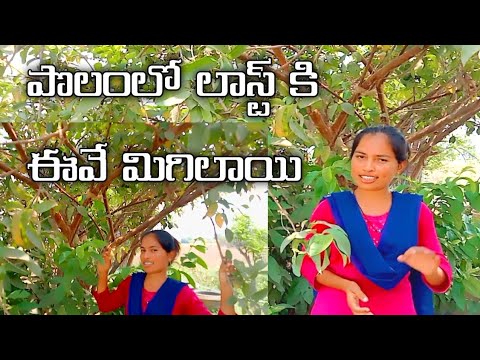 Village farm tour | Garden tour | vegetable harvest | Different types of plants | Bmmultitasks