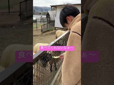 羊に餌をやる少年^_^        #shortsvideo #animal #world #story #shorts  #world #zoo #sheep #japan #cute