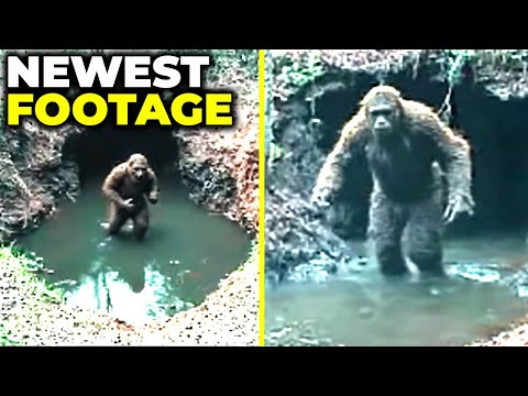 The MOST CONVINCING Bigfoot Footage We’ve Seen So Far