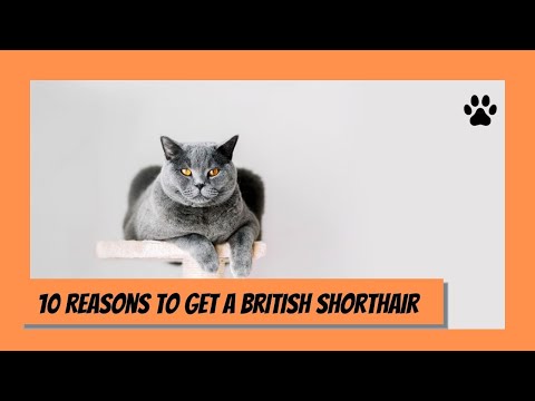 Top 10 reasons why you should get a british shorthair