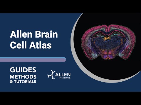 Allen Brain Cell (ABC) Atlas | Tutorial