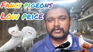 Fancy pigeons at low price |#pets #birds #pigeon #racing homer #youtubevideo #video  #viralvideo