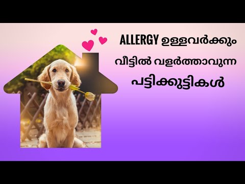 Puppies that suitable for allergic patients