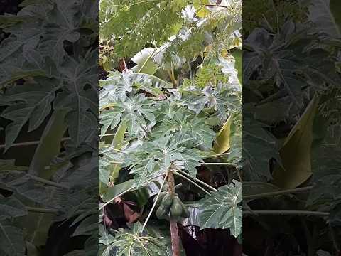 पपीते की खेती 🌱| papaya farming | #shorts #papayafarming #farming #trending