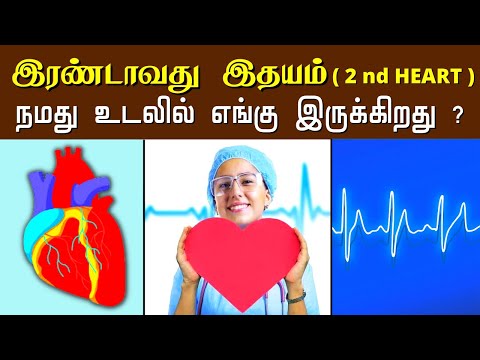 இரண்டாவது இதயம் | second heart functions and diseases | soleus muscle |heart attack | heart disease