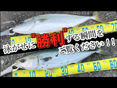 【泳がせ＆ルアー釣り】泳がせで釣れないならルアーで釣る！！