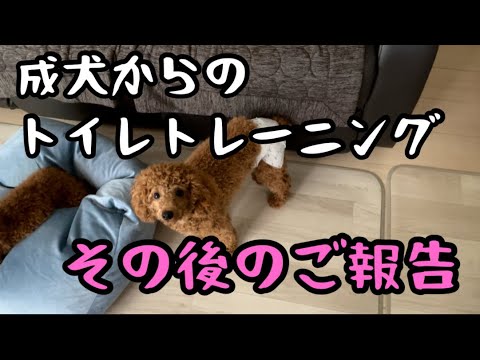 成犬からのトイレトレーニング！その後