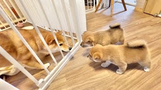 【柴犬 子犬】初めて母犬以外の犬と対面したらどうなる？生後42日目の子犬たち