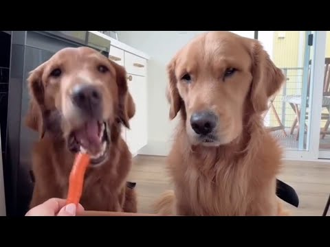 Brother finished his big carrot very fast so sister decided to share her last bite