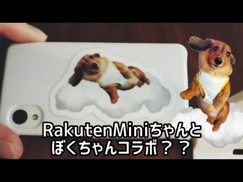 RakutenMiniちゃん復活？！のお話とスーパーの行きと帰りで体力作りのお話　あなろぐいぬ雑談ラジオ