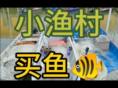 小渔村买鱼，每天吃新鲜的。新鲜比冰冻口感好，每天吃完早餐开车888米到小渔村。头几艘渔船回来，我就来买海鲜。船老大说，你每天都来打卡。Buy fish in the fishing village.