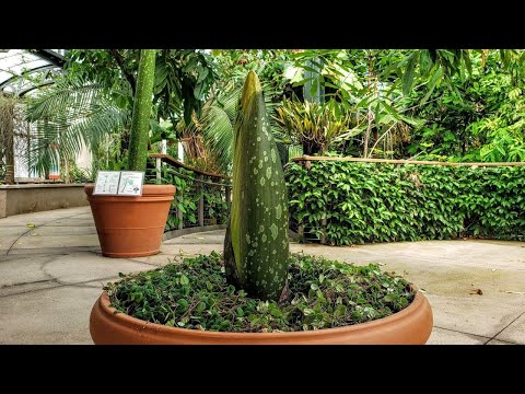 Corpse Flower at The Huntington 2024