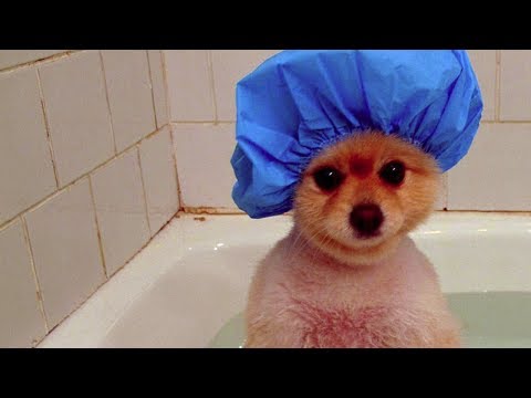 Cute Puppy Shower Compilation