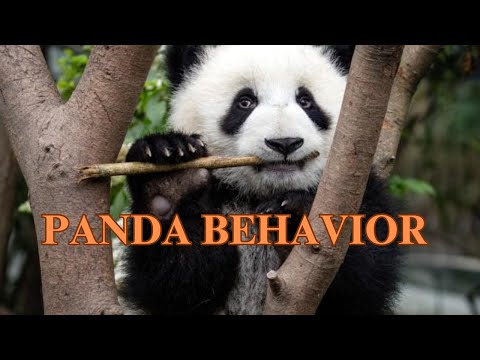 Some Aspects of Panda Behaviors