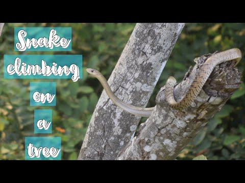 Snake 🐍 climbing on a tree  🌲