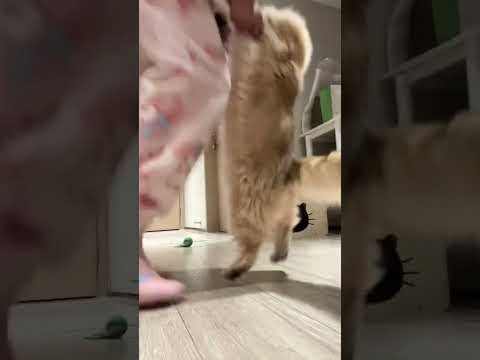 Dance with the kitten #cat #kitty #kitten