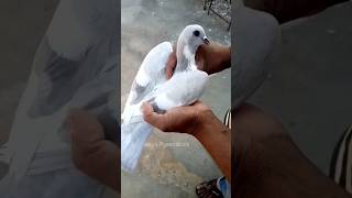 👆ये नसल🔥बताओ भाईयों कौनसी है😱 #shorts #शॉर्ट्स #shortsfeed #viral #trending #ytshorts #birds #kabutr