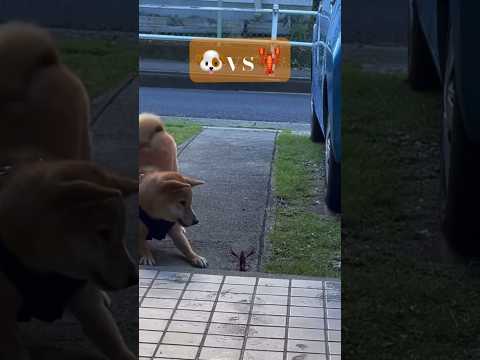 柴犬vsザリガニの戦いが可愛すぎる💕