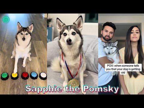 Sapphie the Pomsky TikTok Compilations 2024 | New Sapphie the Pomsky TikTok Videos