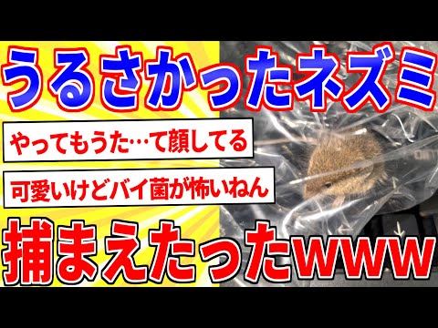 先月からうるさかったネズミさん、とうとうワイに捕まってしまうｗ【2ch面白いスレゆっくり解説】