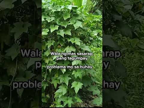 napakasarap na tagumpay# inspirationaltalk#shortsvideo #viralvideo #viral