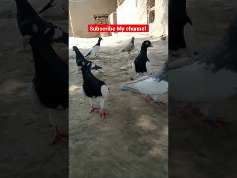 #kabootar #beautiful #sadstatus #pigeonstatus #lovestatus #whatsappstatus #funny #shorts