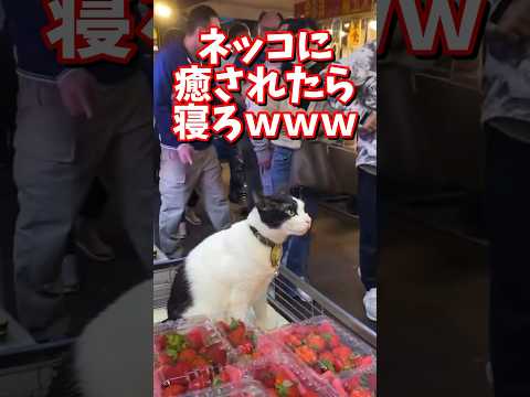 ネッコの動画で癒されたら寝ろｗｗｗ　#2ch #2ch動物スレ #2ch面白いスレ #動物 #犬 #猫 #癒やし #ねこ