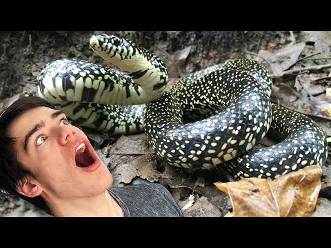 Louisiana's most BEAUTIFUL SNAKE?!