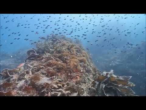 スズメダイの群れ2024.11.10山口県周防大島町「白髪磯ニホンアワサンゴ群落」