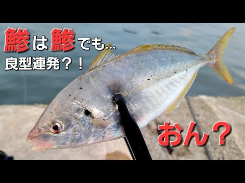 釣れないと悩む方必見。あの打開策でデカアジが。アジングいやアジ釣りです【サビキ釣り】