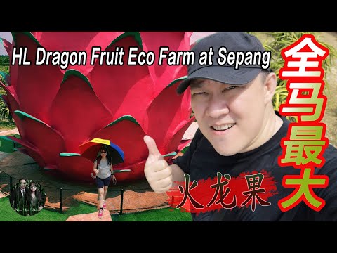 全马最大火龙果 5个观点来讲解龙珠果园之旅 HL Dragon Fruit Farm (州 1 - 雪兰莪)(State 1 - Selangor)Steven&Leong｜慧走高飞002