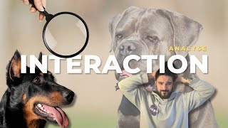 Cane corso VS Beauceron : DÉCRYPTAGE !