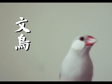 文鳥    milkye326  　（オリジナル　岩本公水）