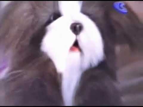 FurReal Friends My Lost Little Pup Commercial 2003