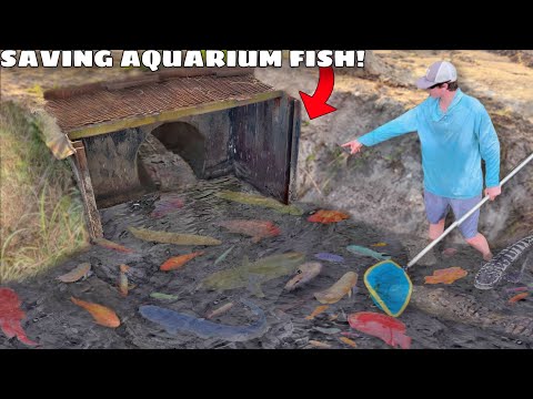 Saving Aquarium Fish From DESTROYED SPILLWAY!