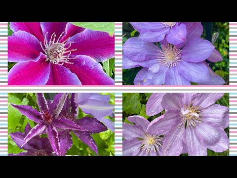 Clematis in my Garden