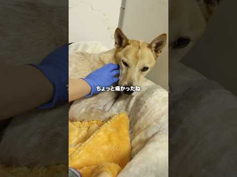 糖尿病...障害ずっと続く苦しみ...#犬