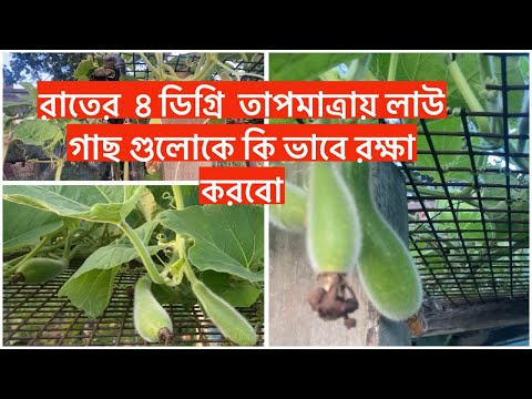 রাতের  ৪ ডিগ্রি  তাপমাত্রায় লাউ গাছ গুলোকে কি ভাবে রক্ষা করবো