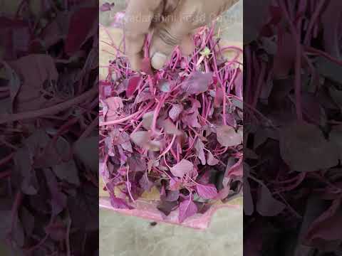 ఎన్నో ఆరోగ్య ప్రయోజనాలు ఉండే ఎర్ర తోటకూర #amaranthus #thotakurarecipes #shorts #youtubeshorts #food