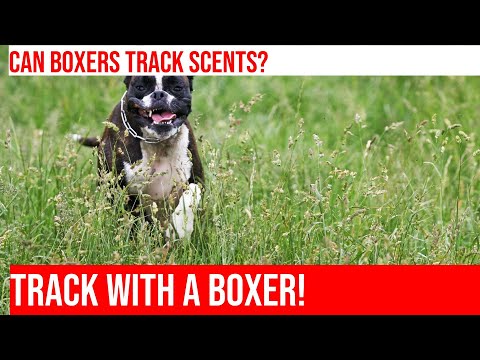 Can Boxers Be Trained To Track?