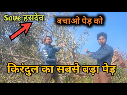 किरंदुल का सबसे बड़ा पेड़ 😨 || Save Hasdeo जंगल || Chhattisgarh Aranya || ASHWANI VLOGS 😲