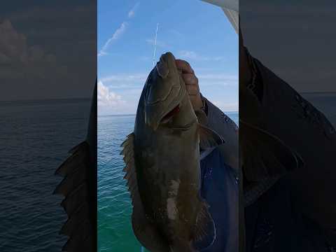 Grouper Fishing on Light Tackle in Tampa Bay