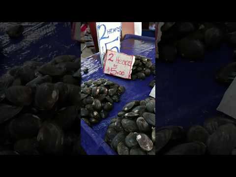 C70【9フィジー進出調査記録2018】 TSUKIJI FISH MARKET Inc  by 市場系youtuber疋田拓也Takuya Hikita～Suva & Lautoka Fiji～