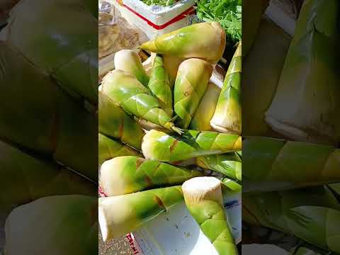 #bambooshoot #bambooshoots #shortvideo #shortsvideo #ytshorts #shortsviral