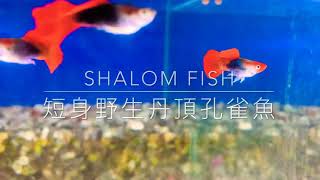 Shalom fish 沙龍好魚 #純品系短身丹頂孔雀魚 高雄市可面交