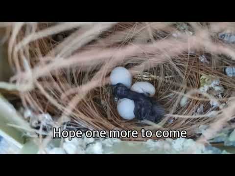 Chicks ! Cut throat finch ( Amadina Fasciata) & Zebra finch ( Taeniopygia Guttata)