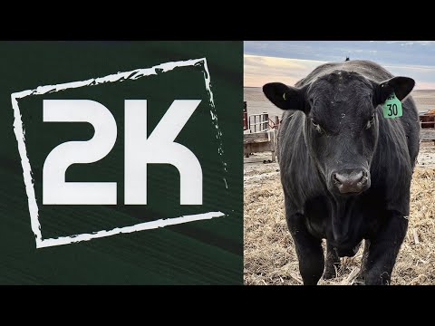 New Bull on the Block - 24th Annual 2K Cattle Sale