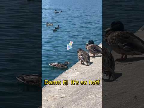 Families of Mallard ducks at the Capitol Reflecting Pool | Horizons_視野 | Washington DC | wildlife