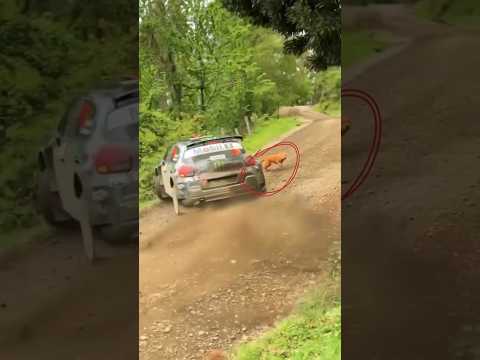 🐕 didn’t see this coming! But Driver did a perfect reaction | Rally Moment