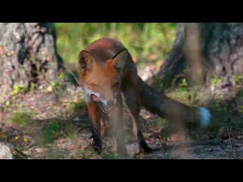 Fennec Fox – The Living Radar of the Desert